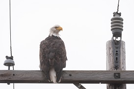 eagles on a pole