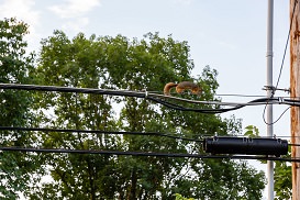 squirrel on a wire